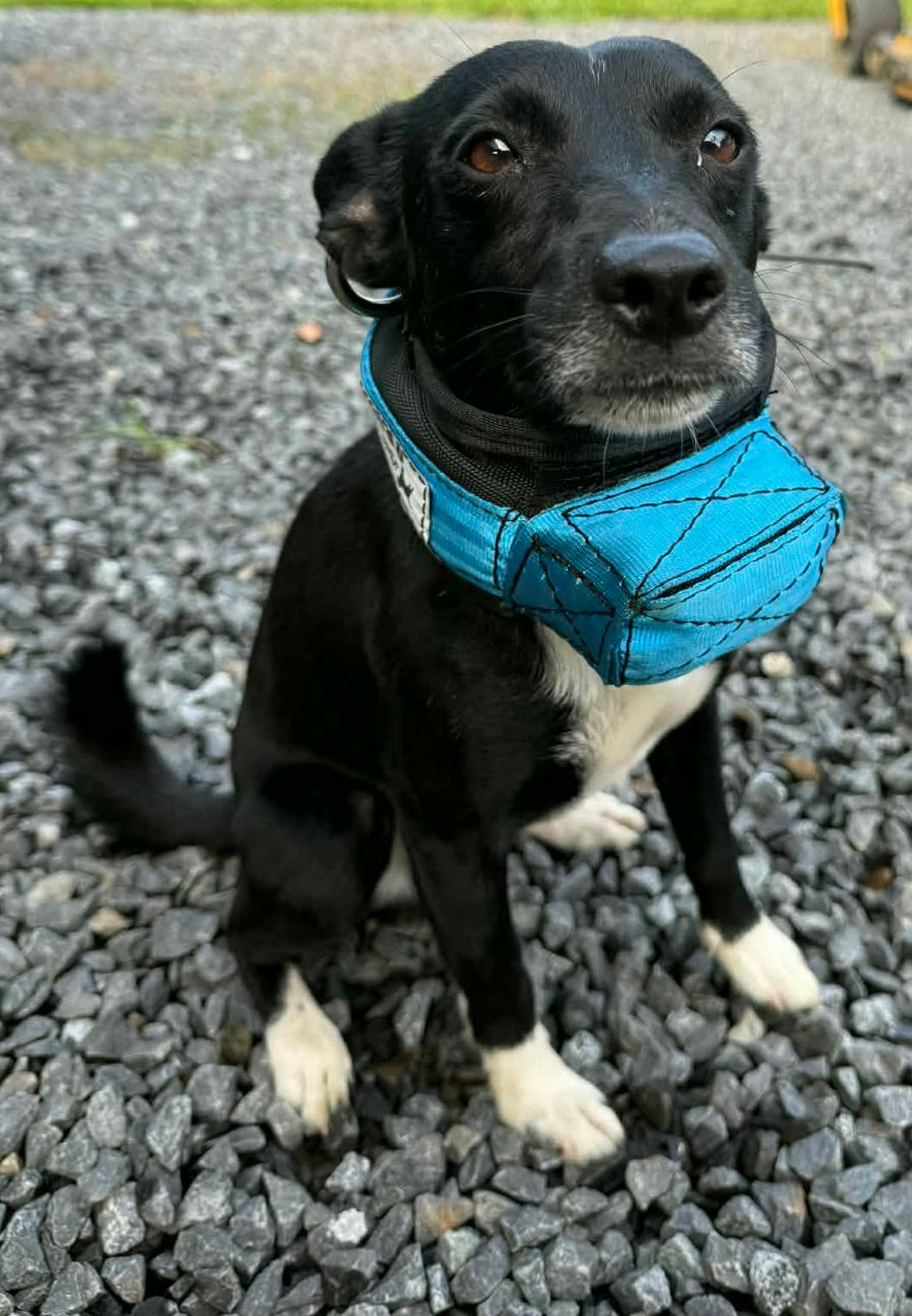 Mini Custom Neck Collar with In-Built Tracker Protector