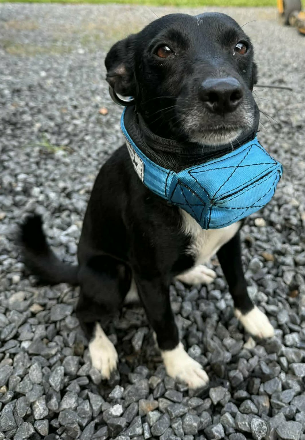 Mini Custom Neck Collar with In-Built Tracker Protector