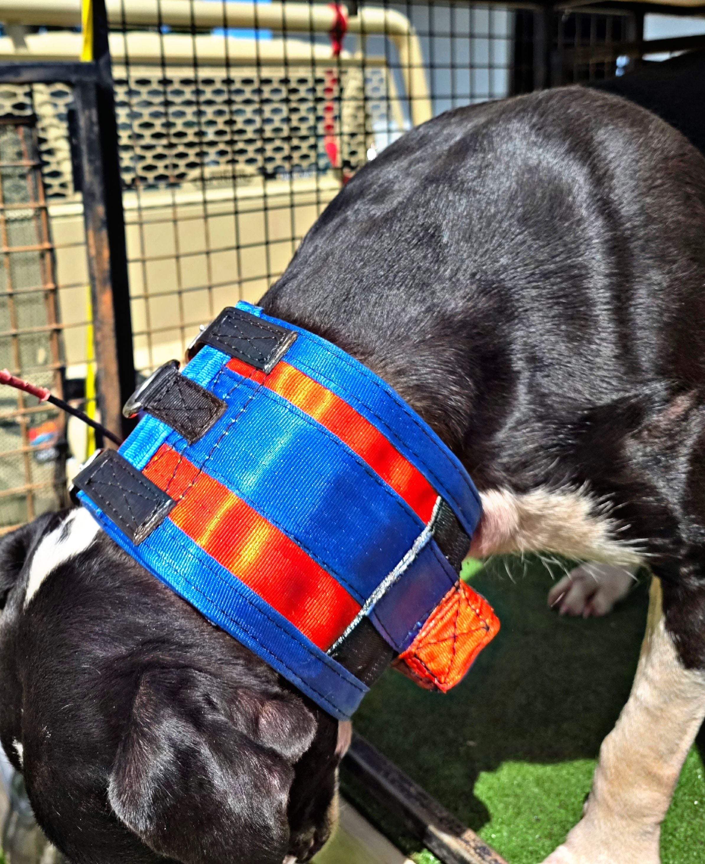 Wide Neck Collar With In-Built Tracker Protector