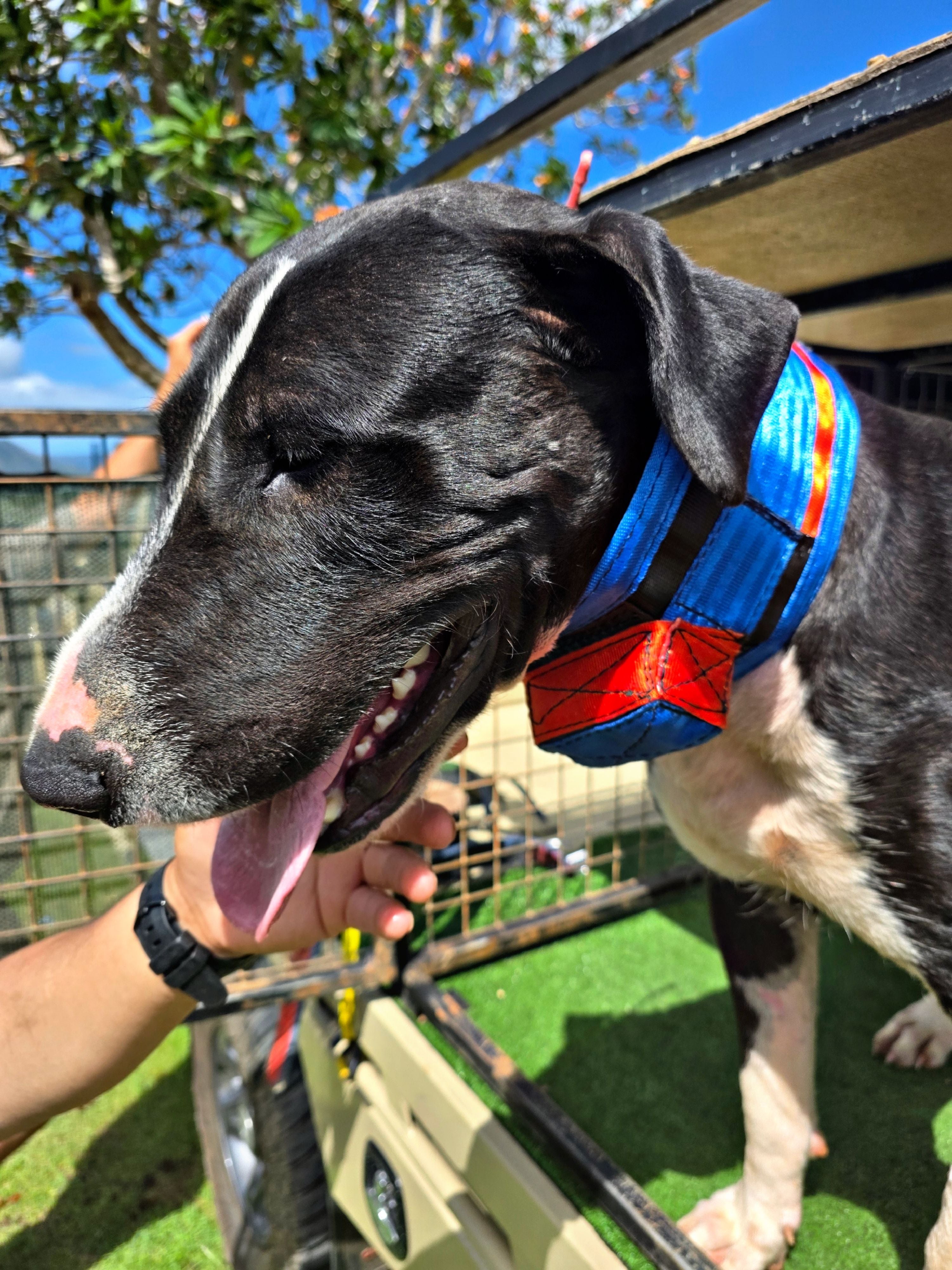 Wide Neck Collar With In-Built Tracker Protector