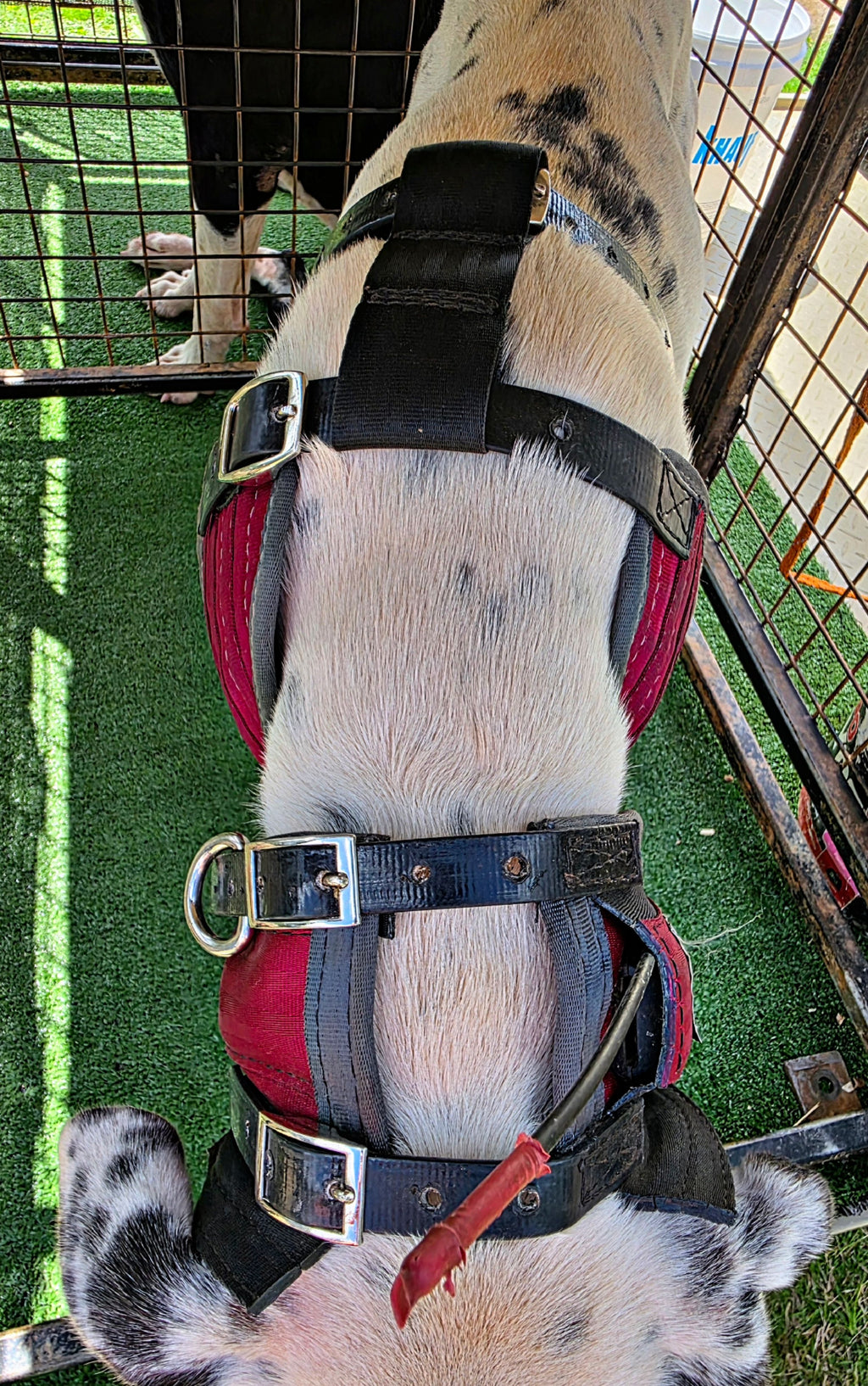 Light Weight 3/4 Breast Plate With In-built Tracker Protector