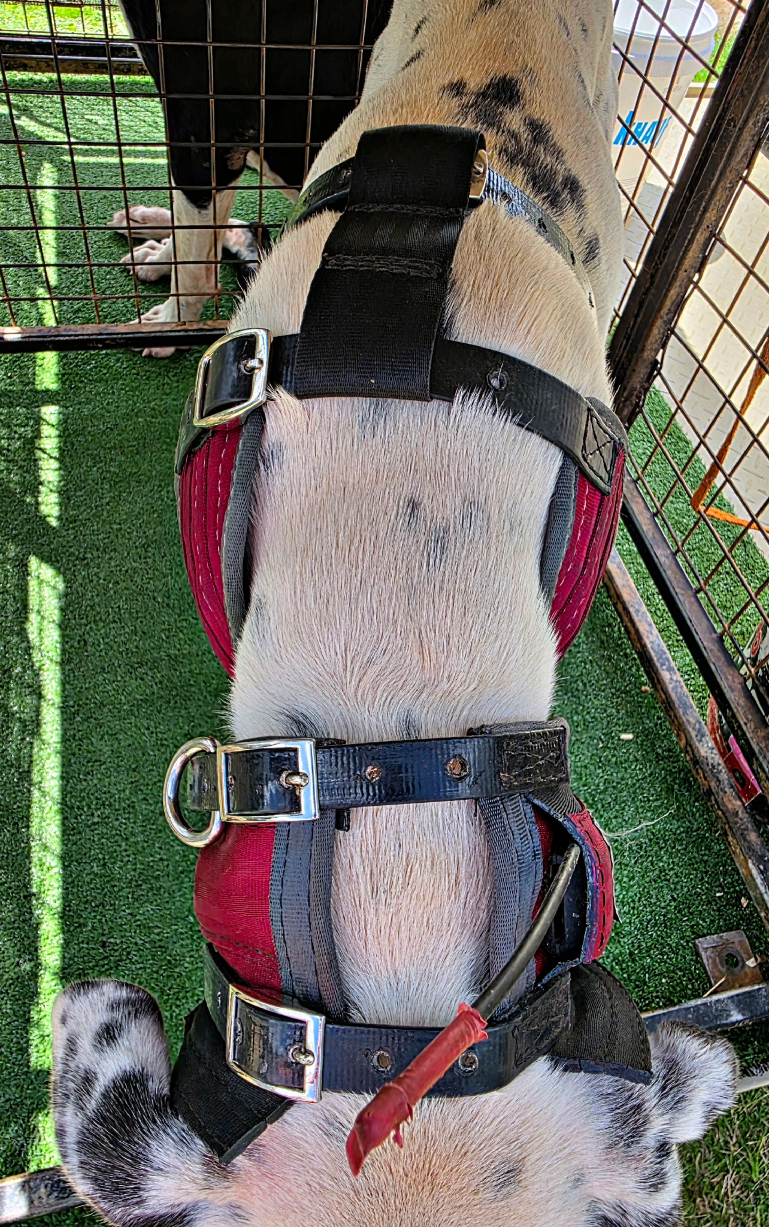 Light Weight 3/4 Breast Plate With In-built Tracker Protector