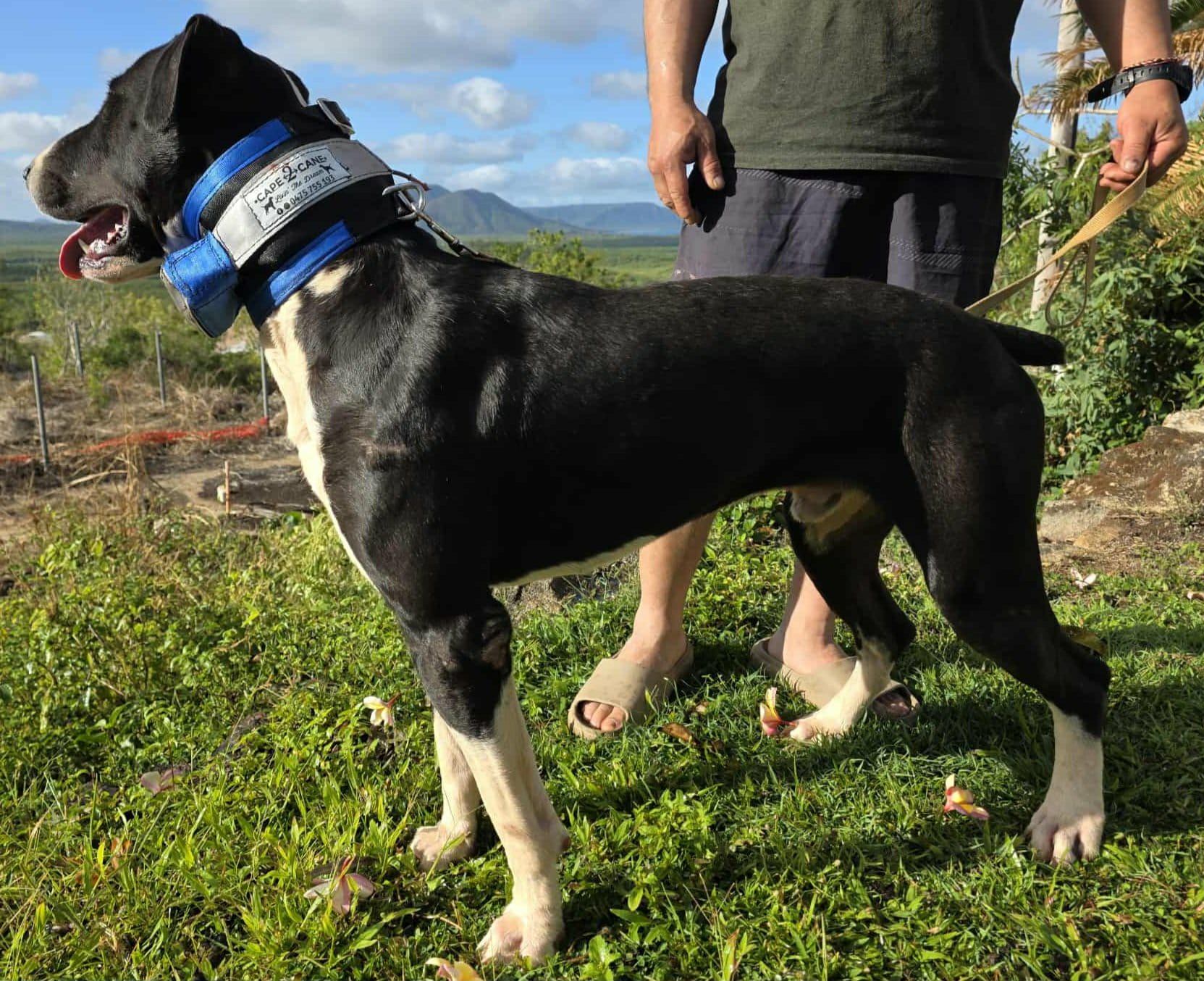 Wide Neck Collar With In-Built Tracker Protector