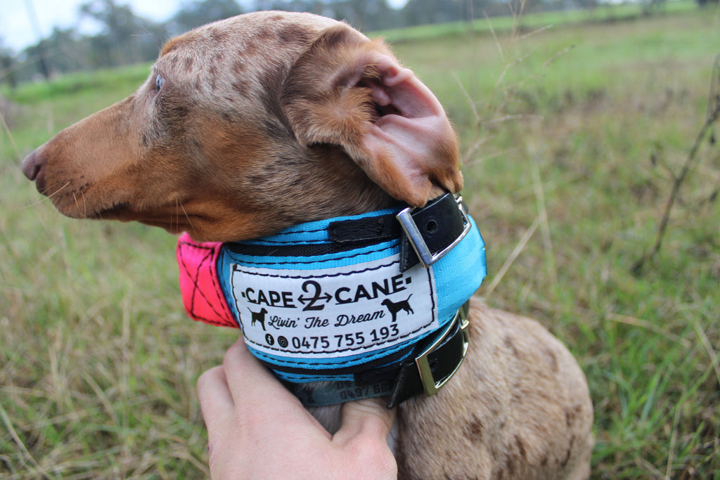 Mini Custom Neck Collar with In-Built Tracker Protector