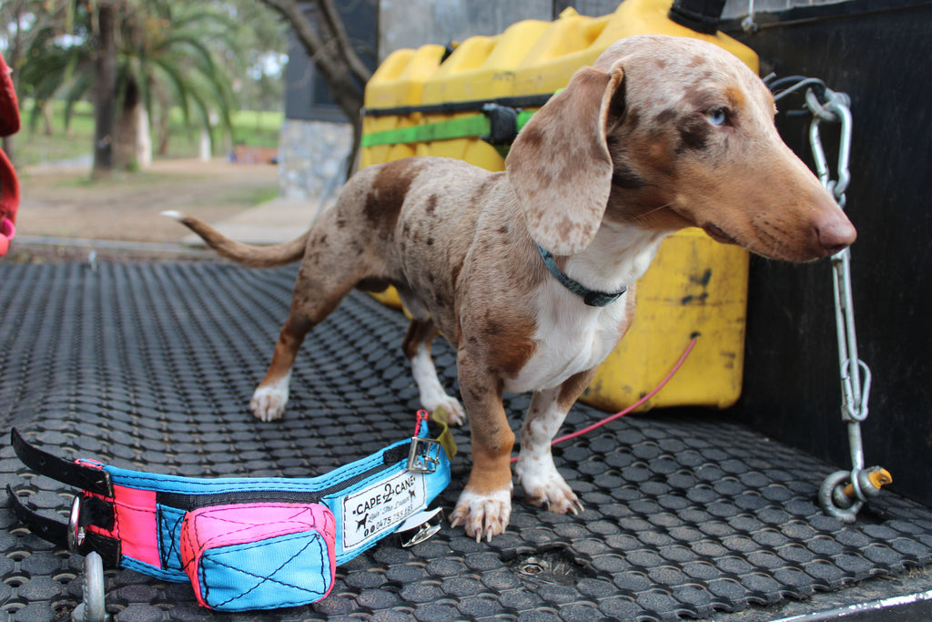 Mini Custom Neck Collar with In-Built Tracker Protector