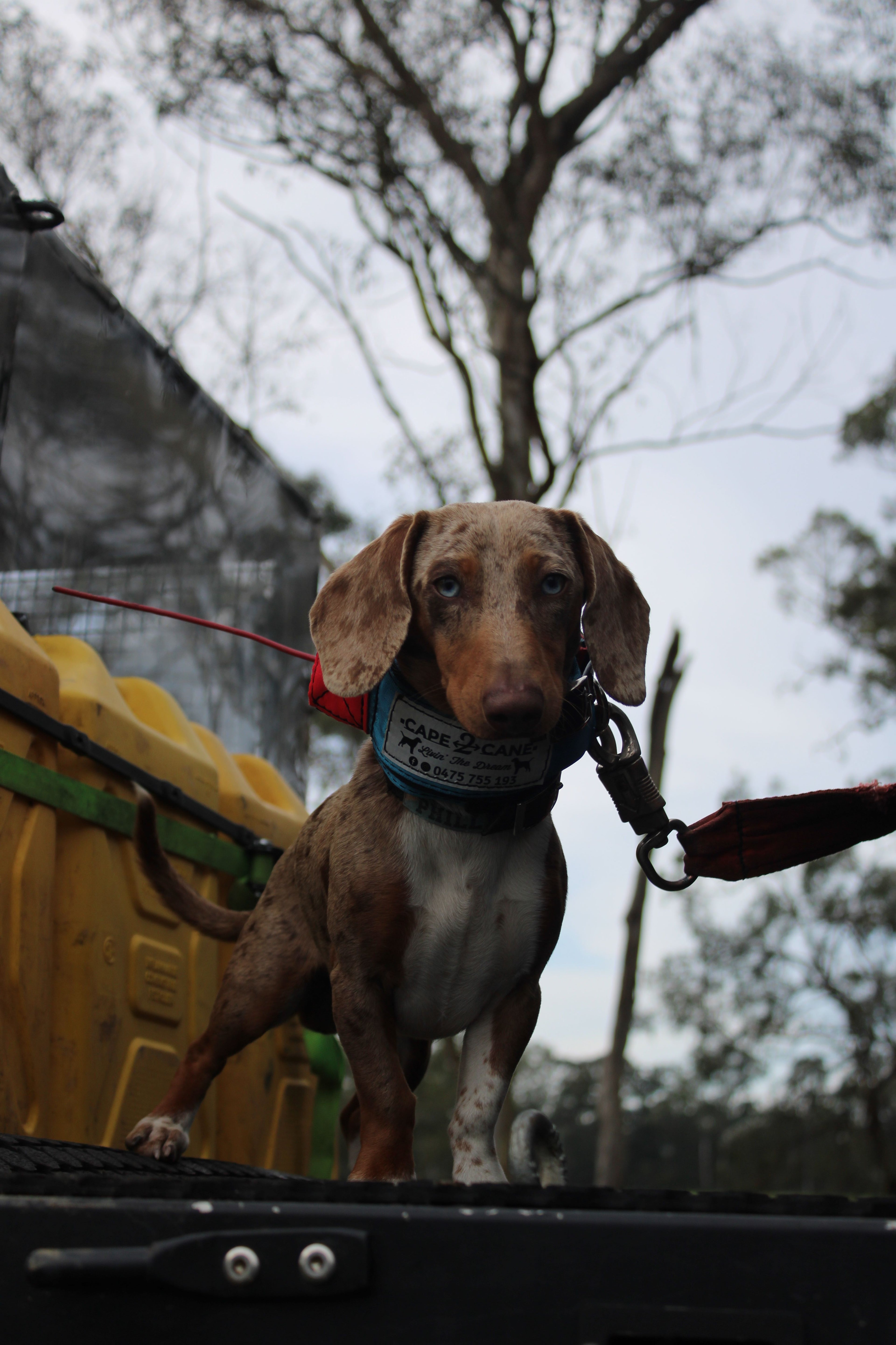 Mini Custom Neck Collar with In-Built Tracker Protector