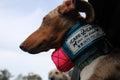 Mini Custom Neck Collar with In-Built Tracker Protector