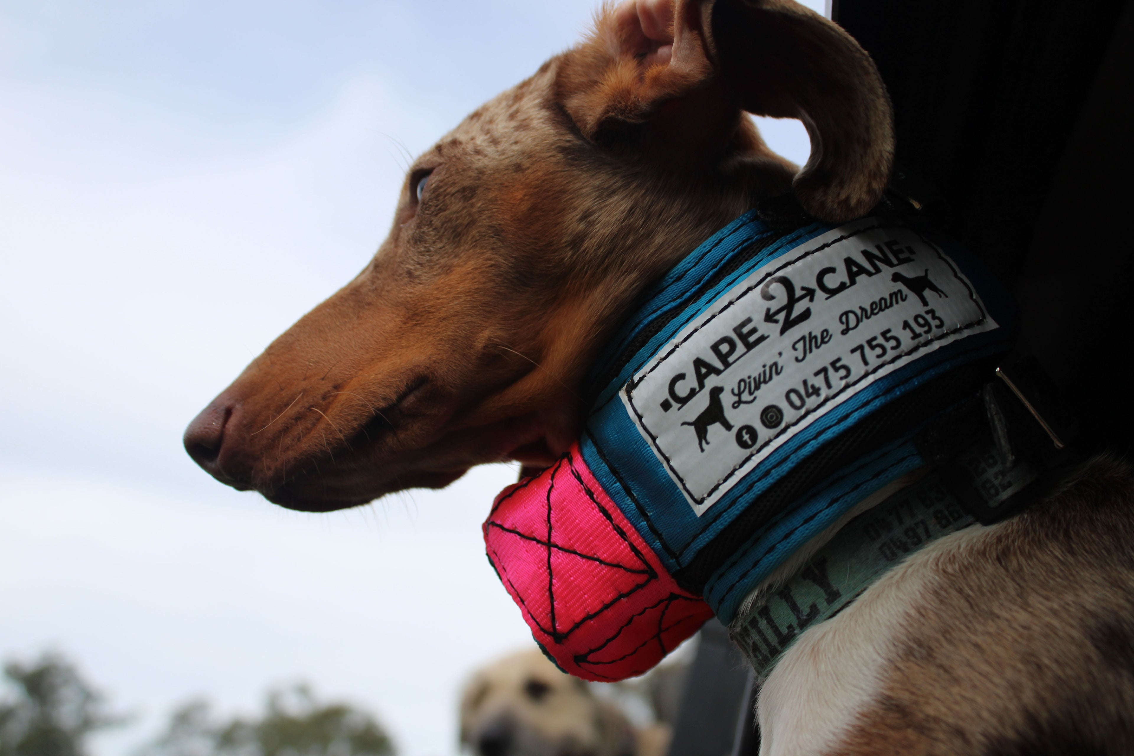 Mini Custom Neck Collar with In-Built Tracker Protector