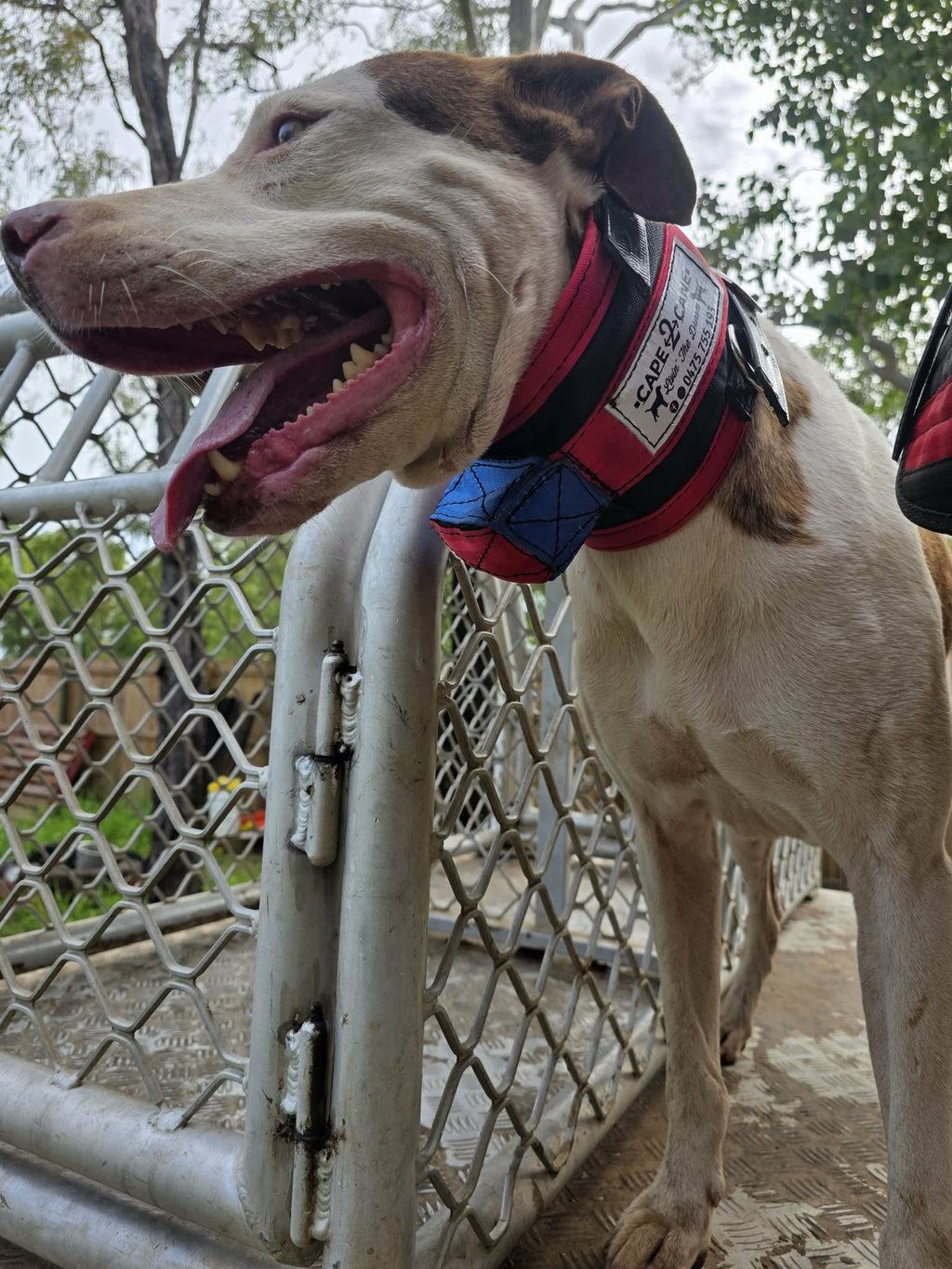 Wide Neck Collar With In-Built Tracker Protector