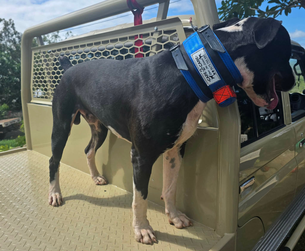 Wide Neck Collar With In-Built Tracker Protector