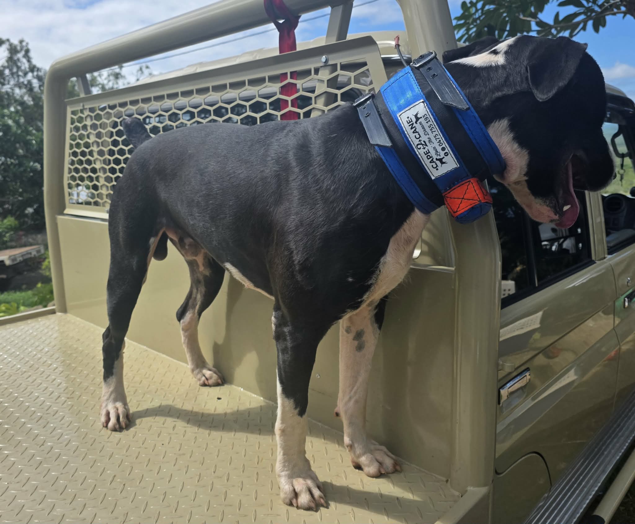 Wide Neck Collar With In-Built Tracker Protector