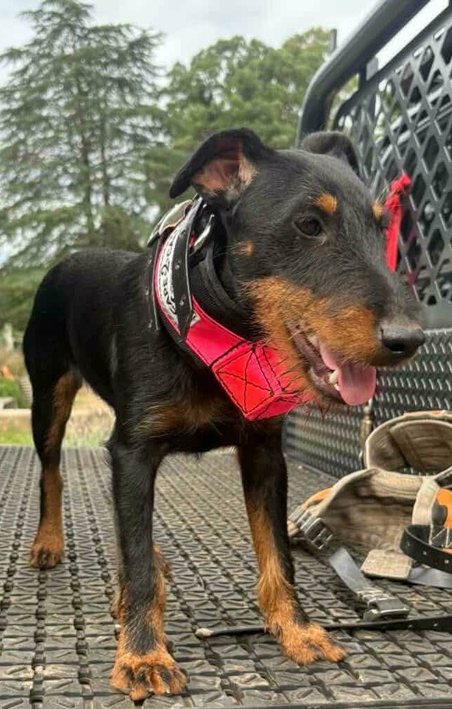 Mini Custom Neck Collar with In-Built Tracker Protector