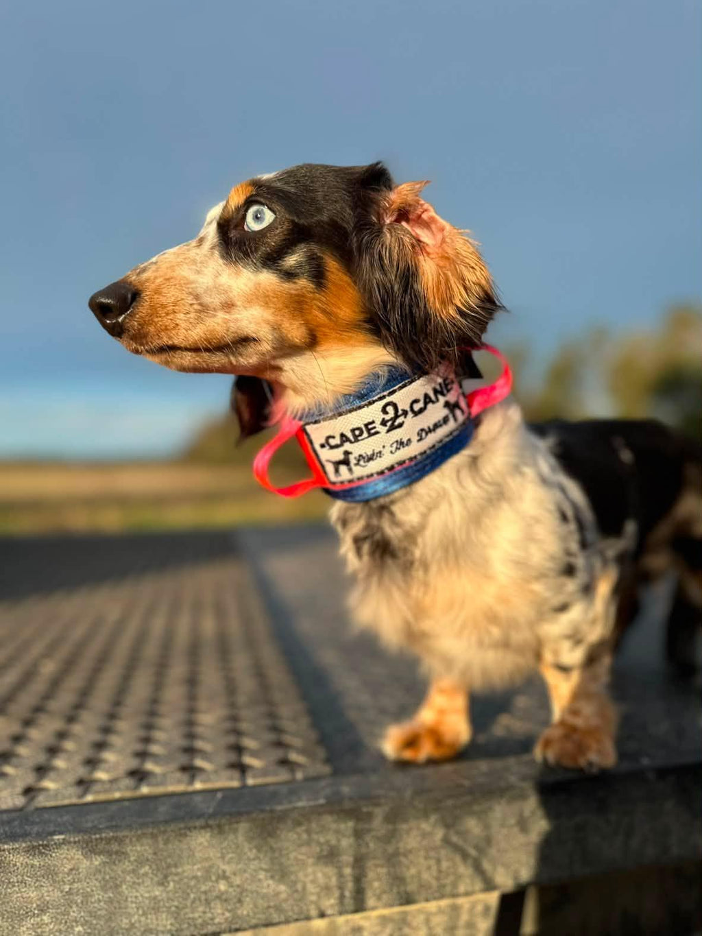 Mini Custom Neck Collar